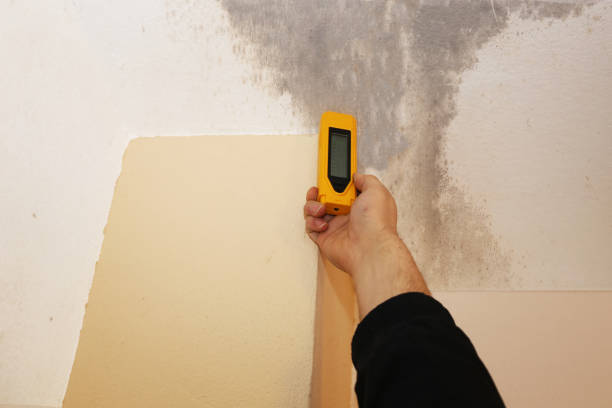 Best Basement Mold Removal  in Dover, NH