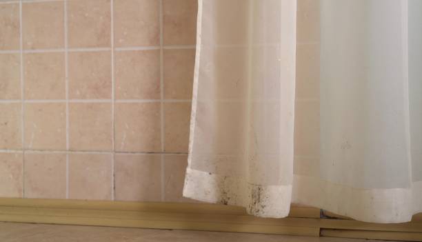 Professional Mold Removal in Dover, NH