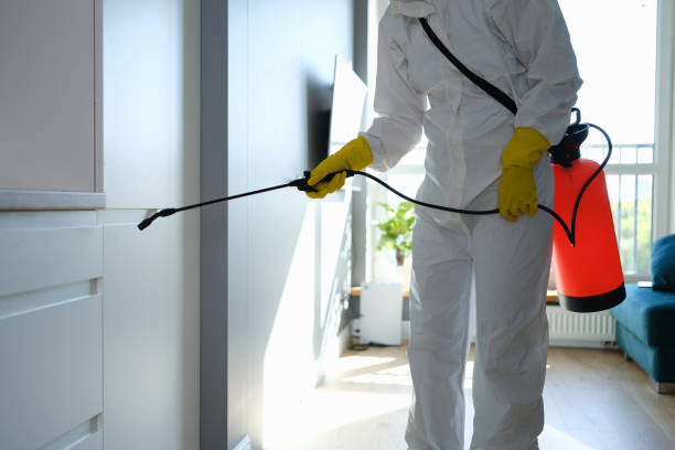 Best Black Mold Removal  in Dover, NH