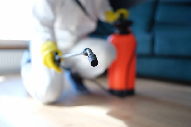 Best Attic Mold Removal  in Dover, NH