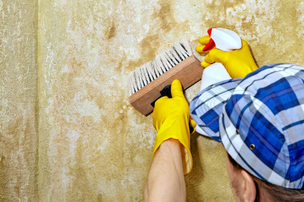  Dover, NH Mold Removal Pros