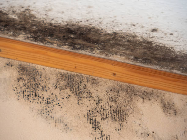 Best Industrial Mold Remediation  in Dover, NH