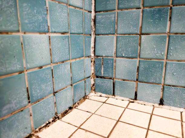 Best Airborne Mold Testing  in Dover, NH