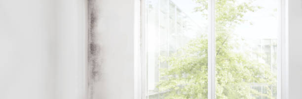 Best Residential Mold Inspection & Testing  in Dover, NH