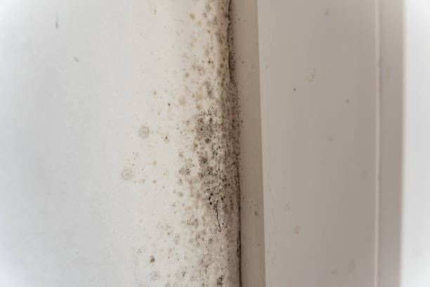 Best Water Damage & Mold Remediation  in Dover, NH